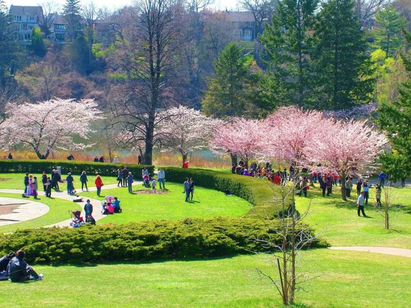 Chiêm ngưỡng hoa anh đào nở rộ tại Toronto