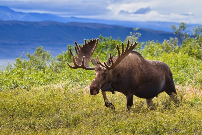 Động vật hoang dã ở Alaska
