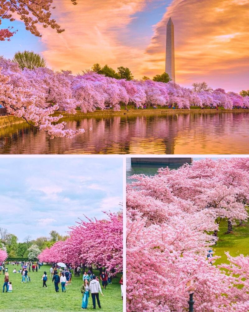 Lạc bước giữa mùa anh đào nước Mỹ