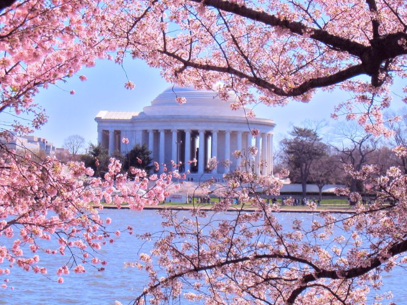 Khung cảnh mùa hoa anh đào ở Washington D.C Khung cảnh mùa hoa anh đào ở Washington D.C