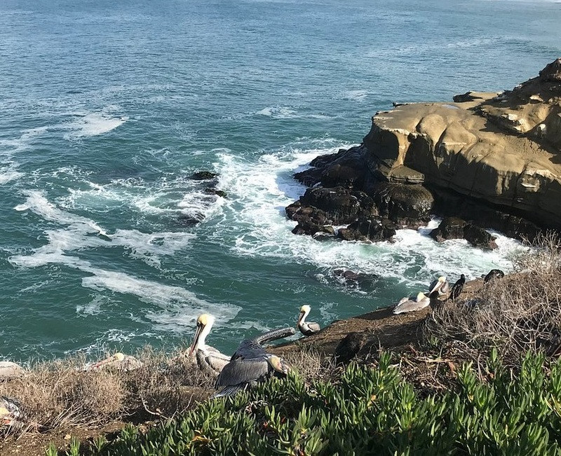 Bãi biển La Jolla Cove xanh ngắt