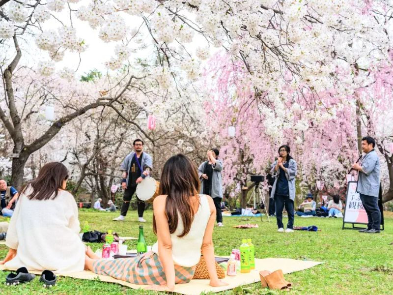 Trải nghiệm picnic dưới tán hoa anh đào Trải nghiệm picnic dưới tán hoa anh đào