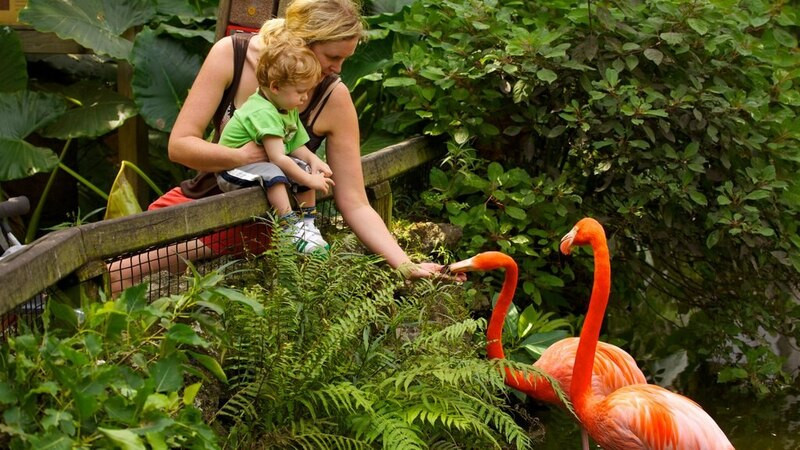 Vườn bách thảo Mỹ Flamingo Gardens - Florida 