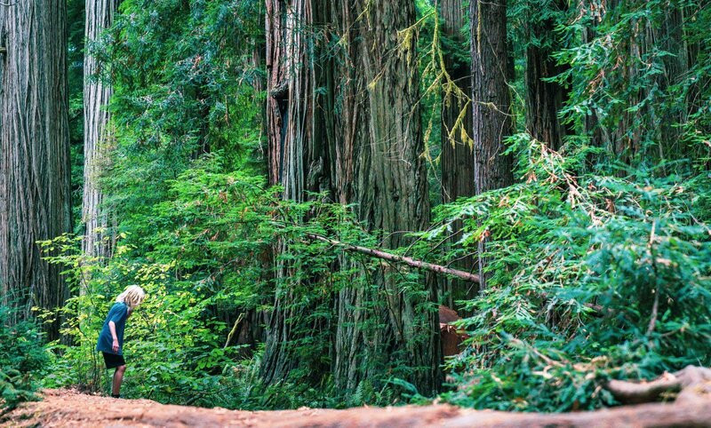 Vườn quốc gia Redwood, California
