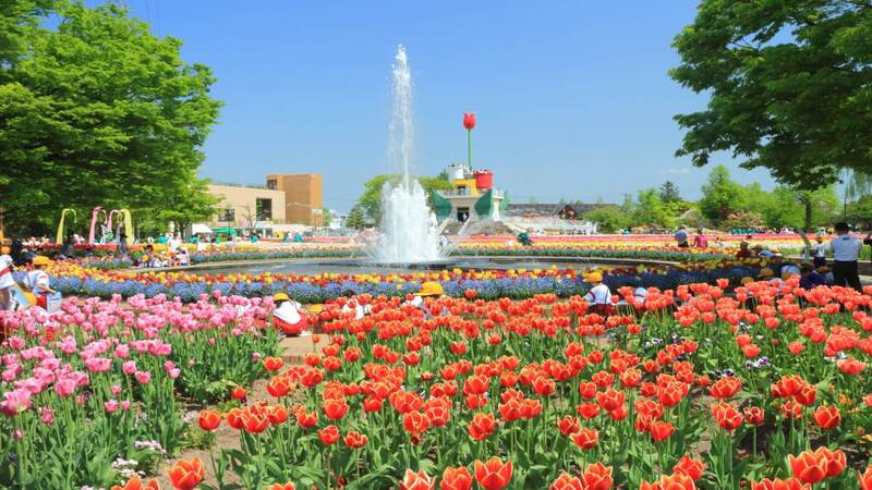 Lễ hội hoa tulip