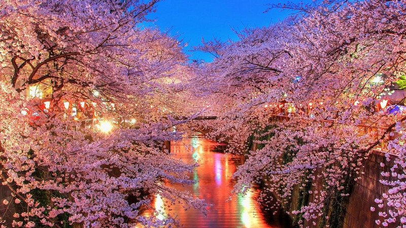 Lễ hội hoa anh đào ở Melbourne