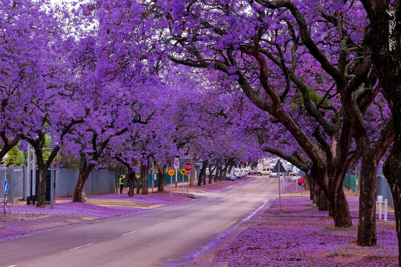 Con đường hoa Jacaranda