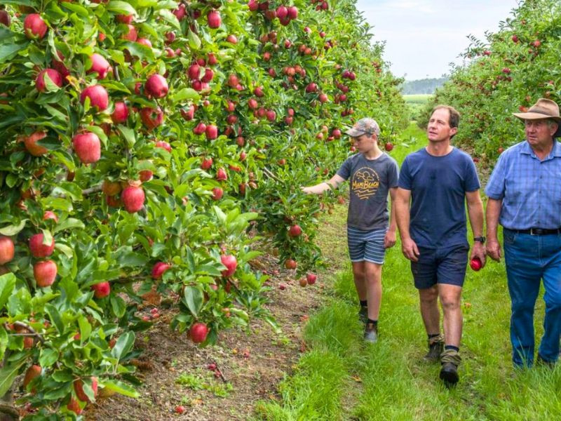 Nông trại Bacchus Marsh với nhiều loại nông sản xanh, sạch 