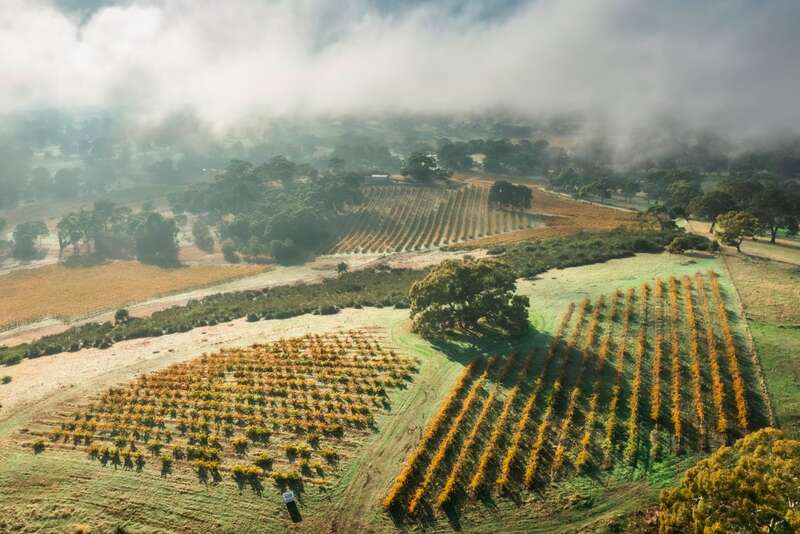 Cánh đồng nho thung lũng Barossa vào mùa thu