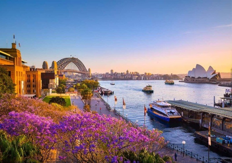 Cầu cảng Sydney rực rỡ sắc hoa vào mùa xuân
