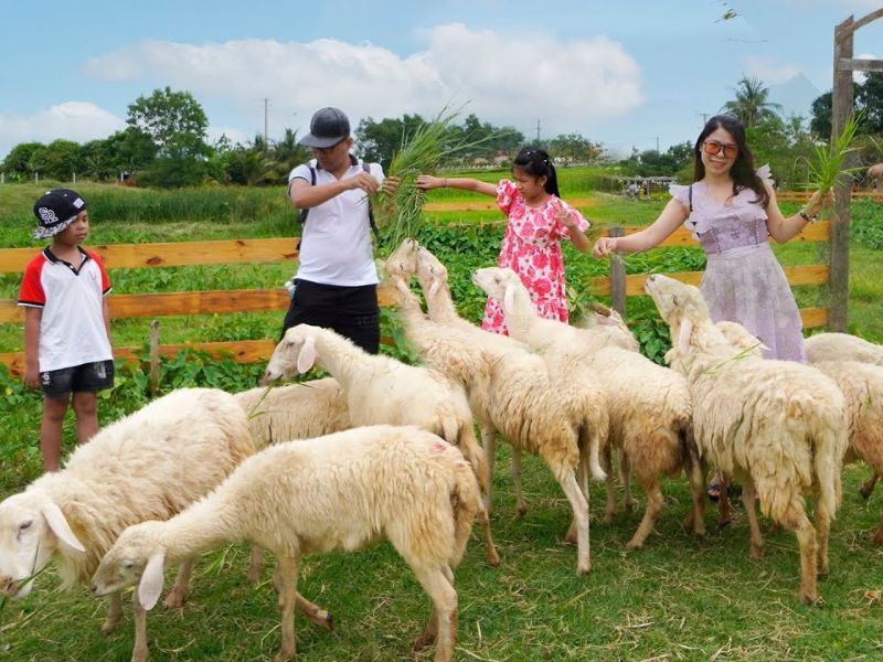 Trải nghiệm cho vật nuôi ăn tại trang trại 