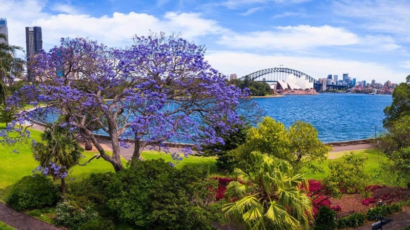 Vườn quốc gia Botanical Gardens giữ trung tâm Sydney 