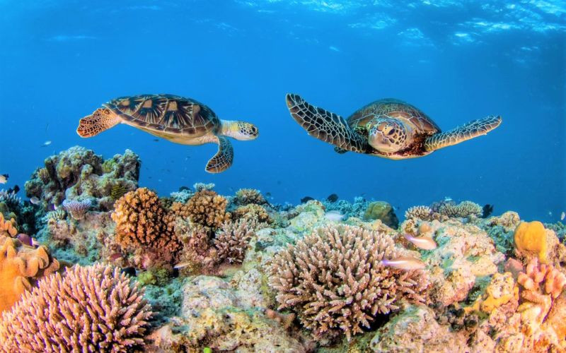 Great Barrier Reef mở ra thế giới san hô đầy màu sắc 