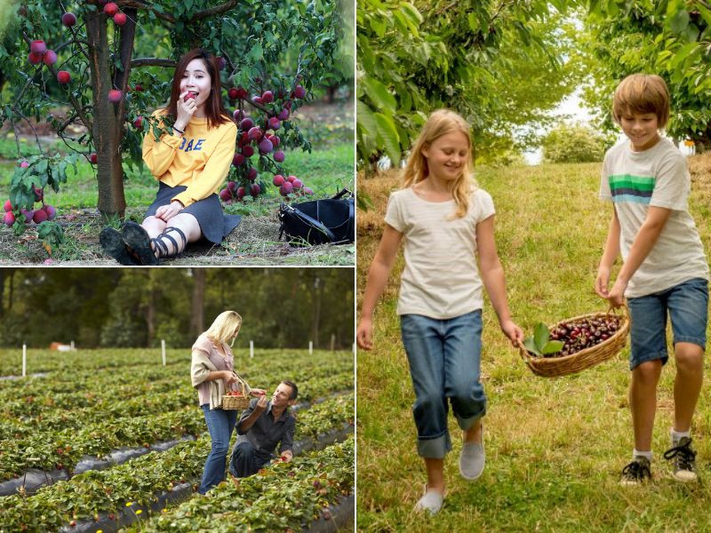 Trải nghiệm hái trái cây ăn tại vườn cực thú vị