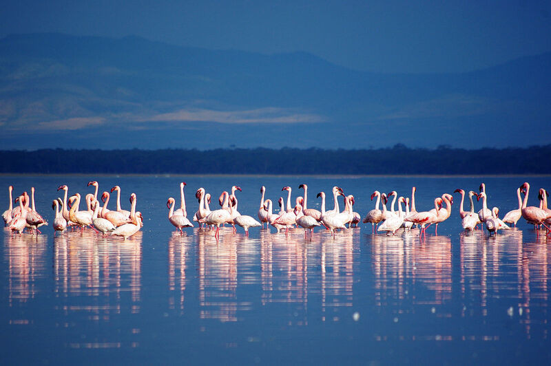 Hồ Nakuru Kenya