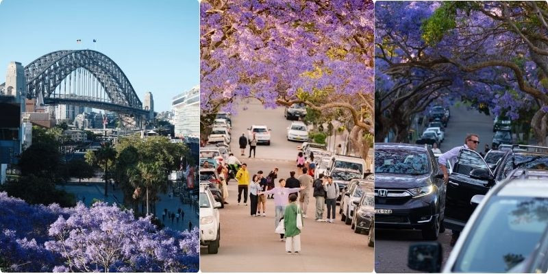 Hoa Jacaranda khoe sắc tại Sydney vào mùa xuân