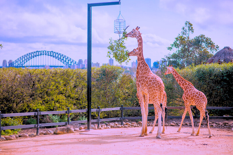 Công viên động vật hoang dã