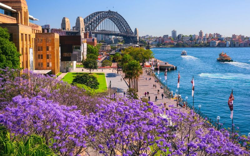 Jacaranda tô điểm những con phố xanh mát của Canberra