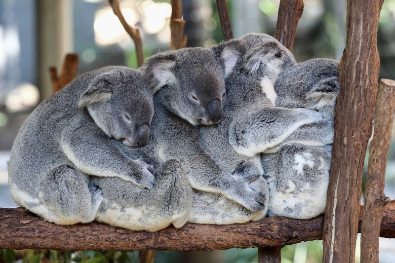 Khu bảo tồn Koala