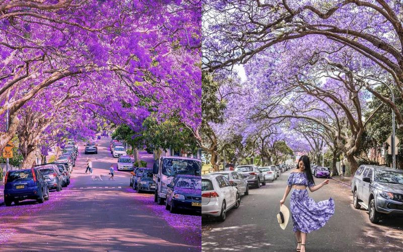 McDougall Street rực tím khi đến mùa Jacaranda