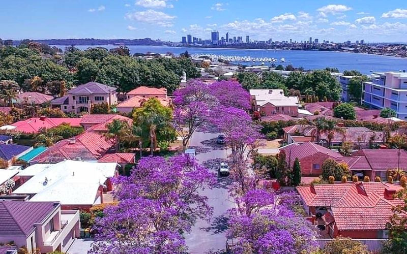 Một góc Perth dịu dàng dưới những tán Jacaranda