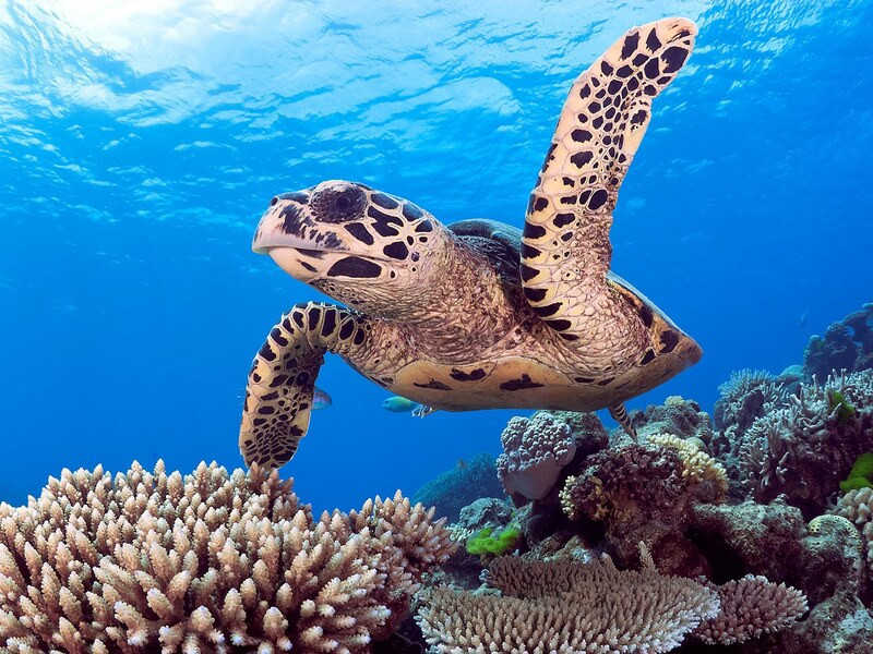 Ngắm nhìn rùa biển nở ở rạn san hô Great Barrier