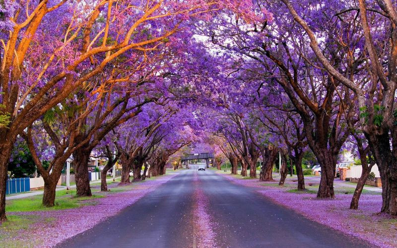 Sắc tím Jacaranda phủ kín những góc phố nước Úc
