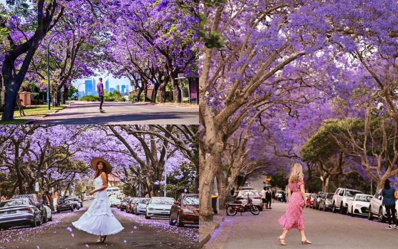 Sắc tím tạo nên background lý tưởng