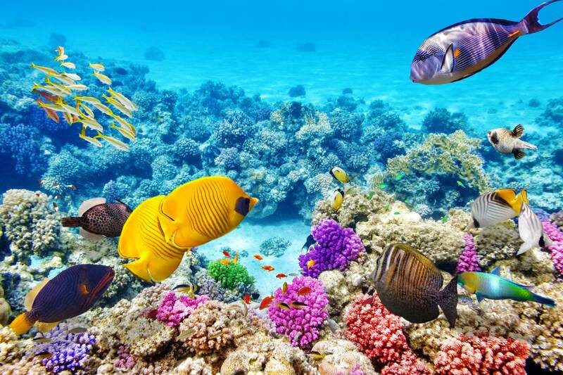 Công viên biển Great Barrier Reef 
