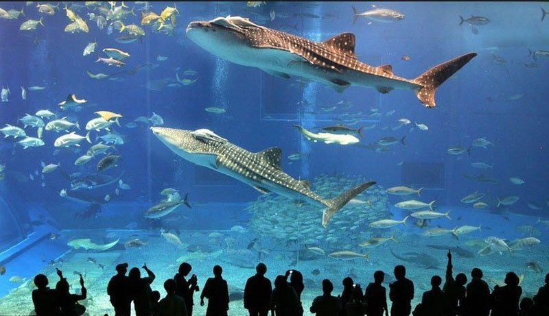 Sealife Aquarium