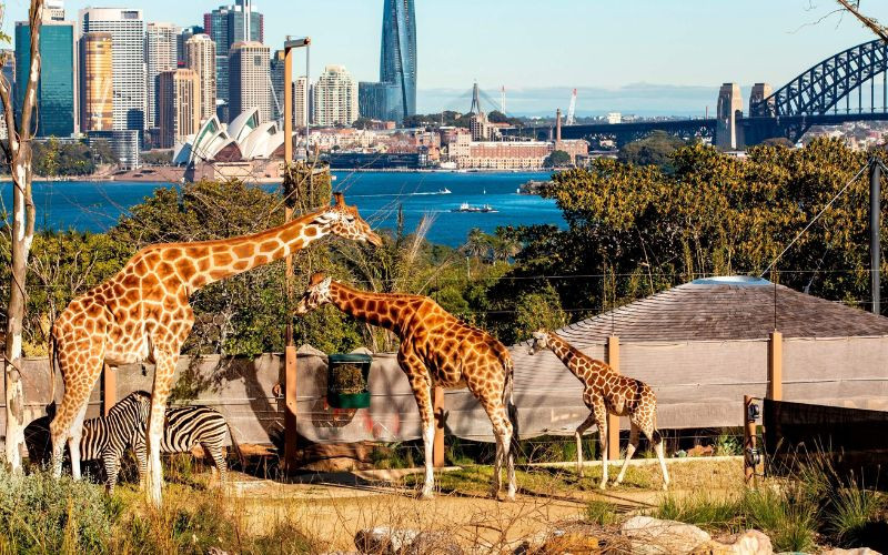 Sở thú Taronga Sydney 