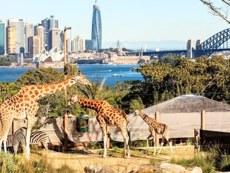 Tham quan vườn thú Taronga Zoo Tham quan vườn thú Taronga Zoo