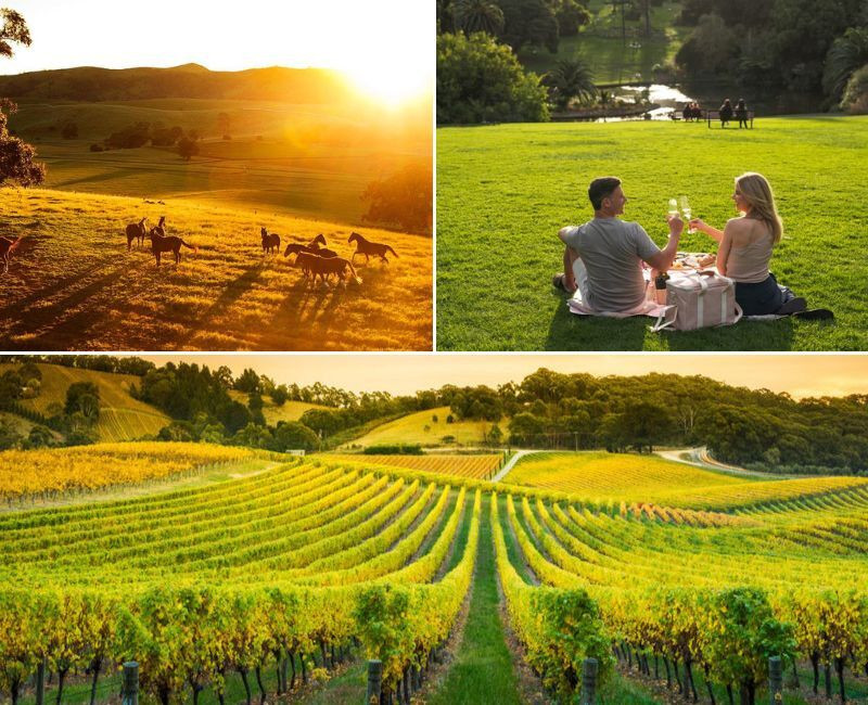 Mùa xuân yên bình tại thung lũng Barossa