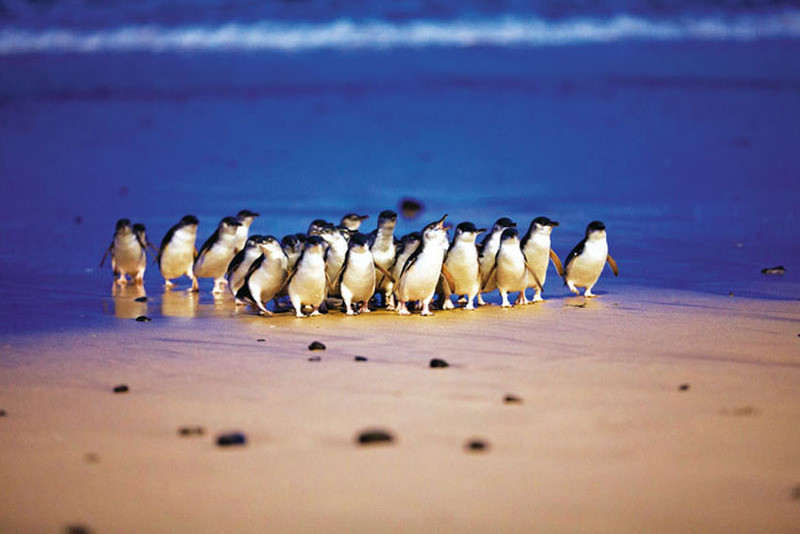 Vô vàn những chú chim cánh cụt