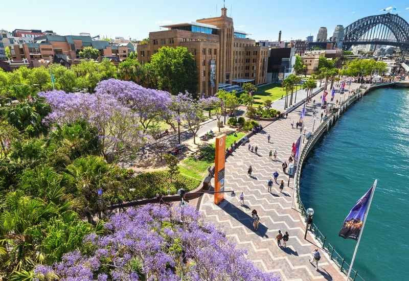 Sắc hoa Jacaranda giữa khung cảnh cảng Sydney 