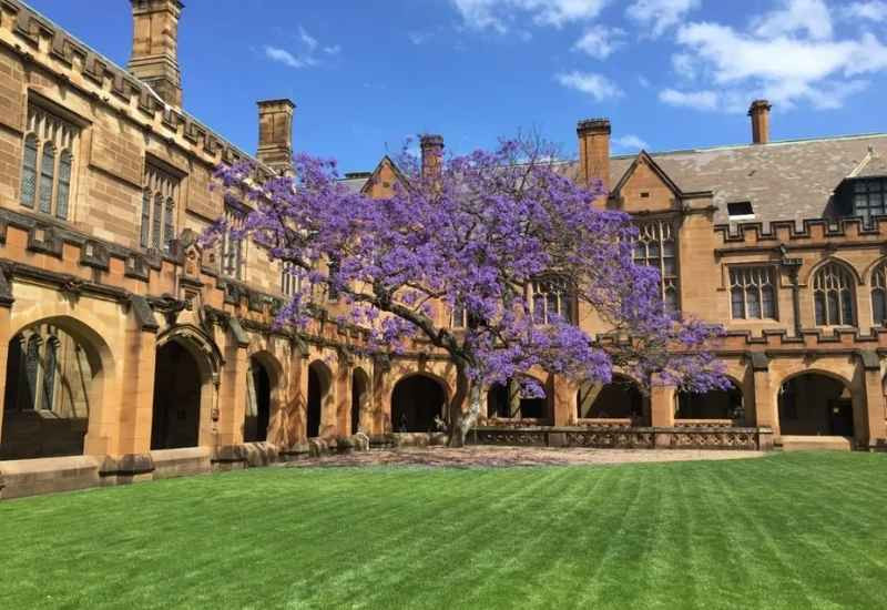Sắc tím Jacaranda nổi bật giữa kiến trúc Đại học Sydney