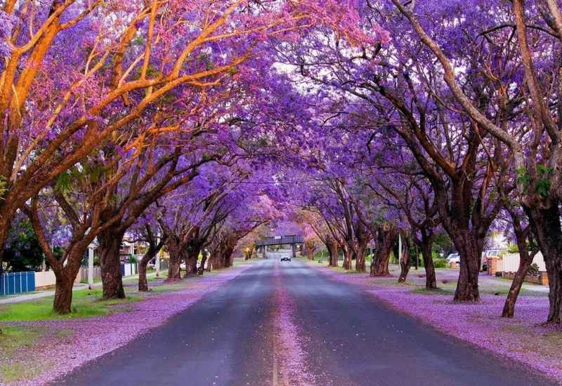 McDougall Street rực sắc tím mỗi mùa Jacaranda