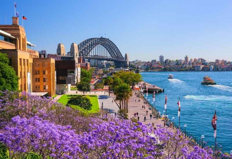 Hoa phượng tím Jacaranda khoe sắc tại Sydney