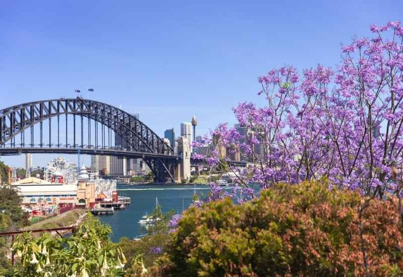 Lavender Bay thơ mộng trong mùa hoa phượng tím 