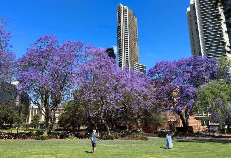 Không gian xanh Parramatta vào mùa xuân