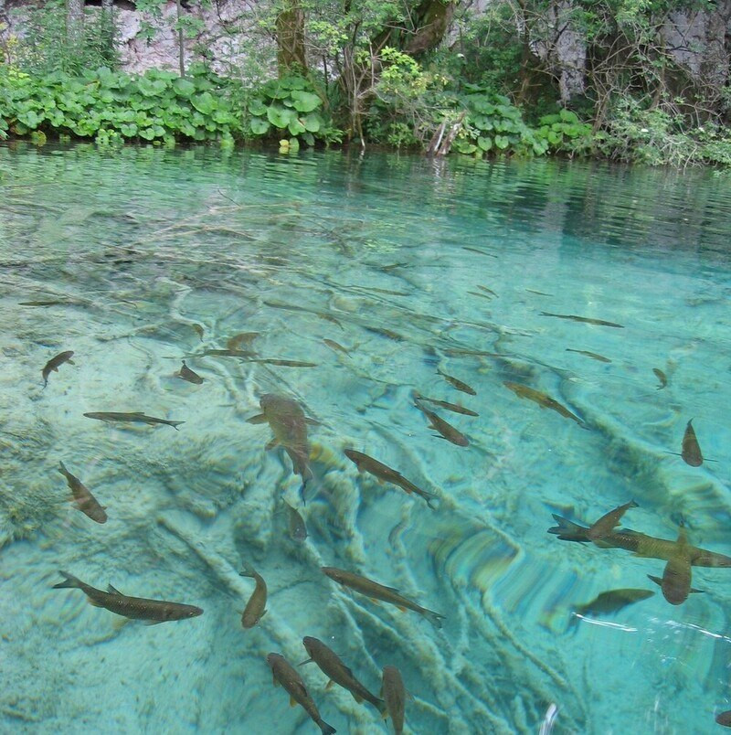 Nước hồ trong vắt có thể nhìn thấy sinh vật bên dưới