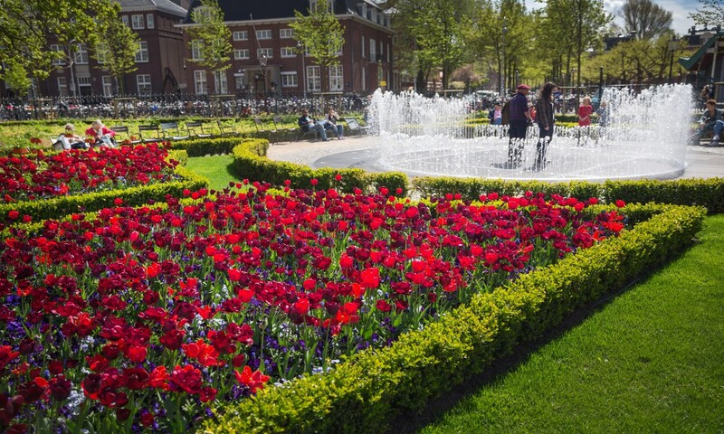 Hoa Tulips vào mùa xuân ở vườn Rijksmuseum