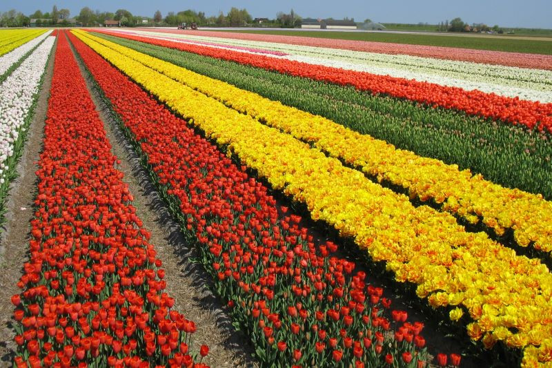 Vườn hoa tulip tại Noordwijkerhout