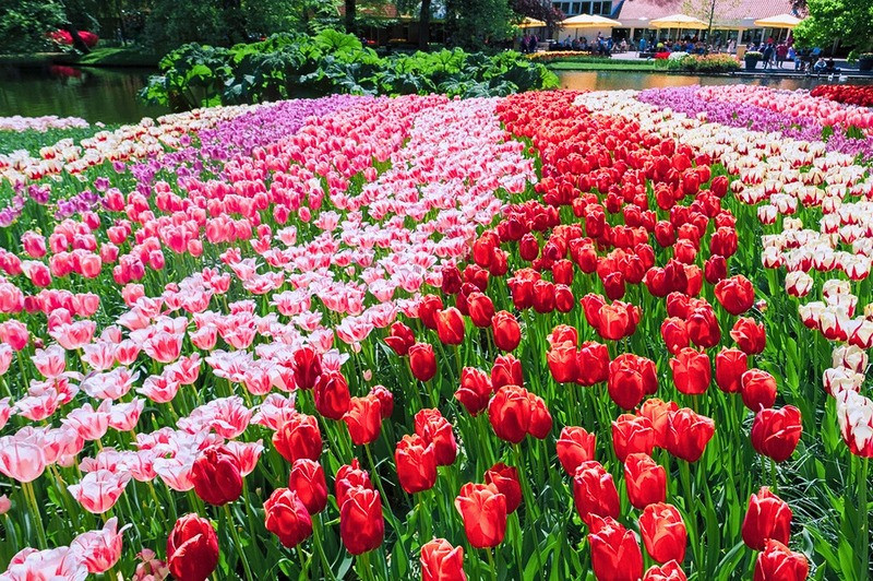 Vườn hoa tulip rực rỡ sắc màu ở Hà Lan