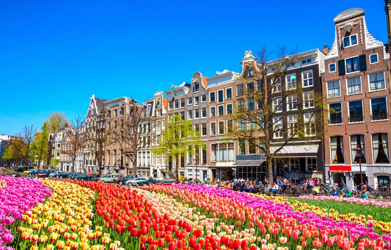 Rực rỡ sắc hoa tulip trên khắp các con đường phố tại Amsterdam