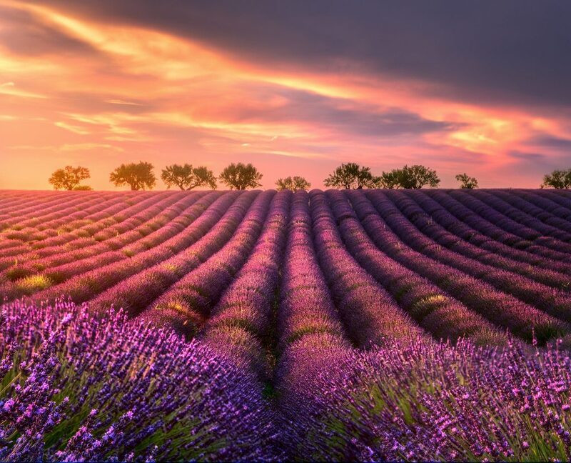 Provence - Nổi tiếng với cánh đồng oải hương tuyệt đẹp Provence - Nổi tiếng với cánh đồng oải hương tuyệt đẹp