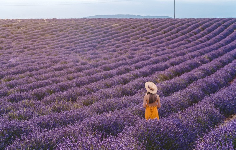 Cánh đồng hoa oải hương lớn nhất thế giới tại Pháp