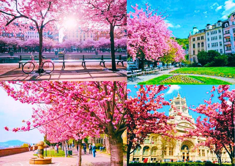 Sắc hồng anh đào trên phố Pháp Sắc hồng anh đào trên phố Pháp