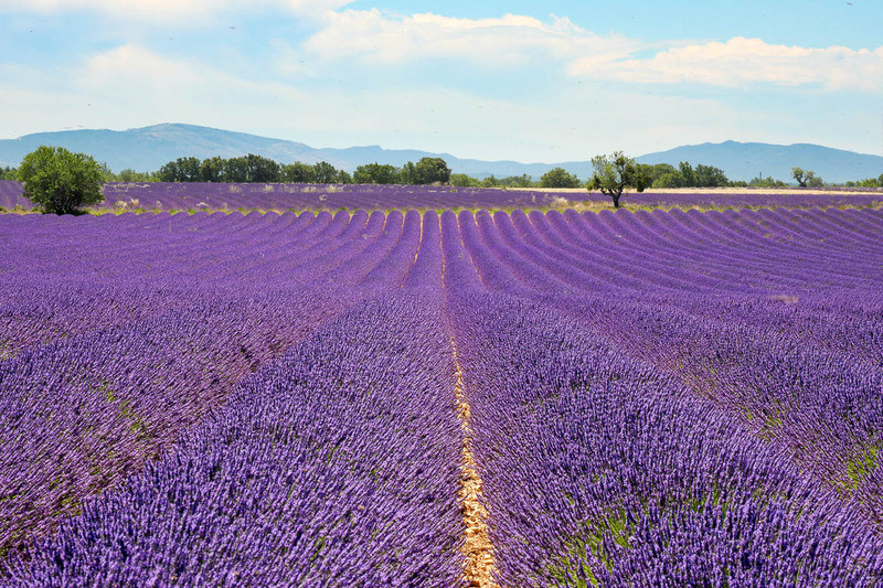 Provence-thiên đường hoa oải hương