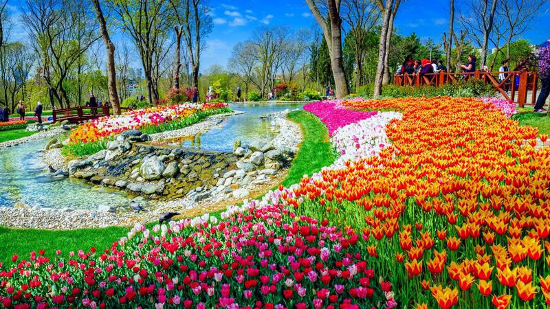 Những vườn hoa tulip rực rỡ sắc màu tại Istanbul 